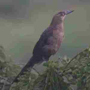 Primeras sentencias del Tribunal Supremo sobre los swaps o permutas financieras de tipos de interés.